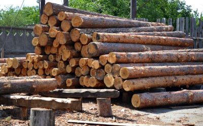 Ensuring Traceability: PEFC Multiple Site Certificate in Paper and Timber Industry